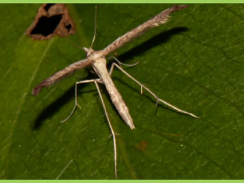 Bean plume moth