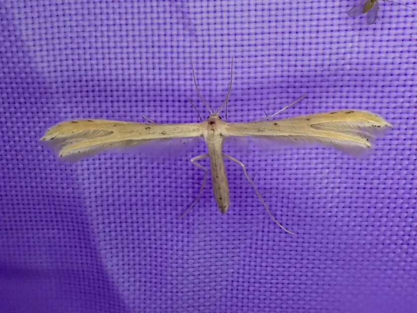 Exelastis plume moth