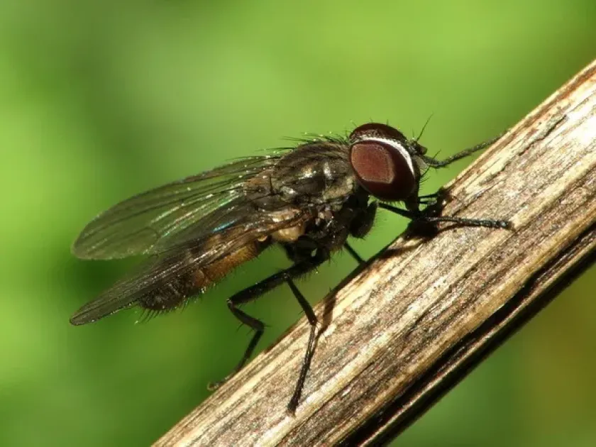 Lesser house fly