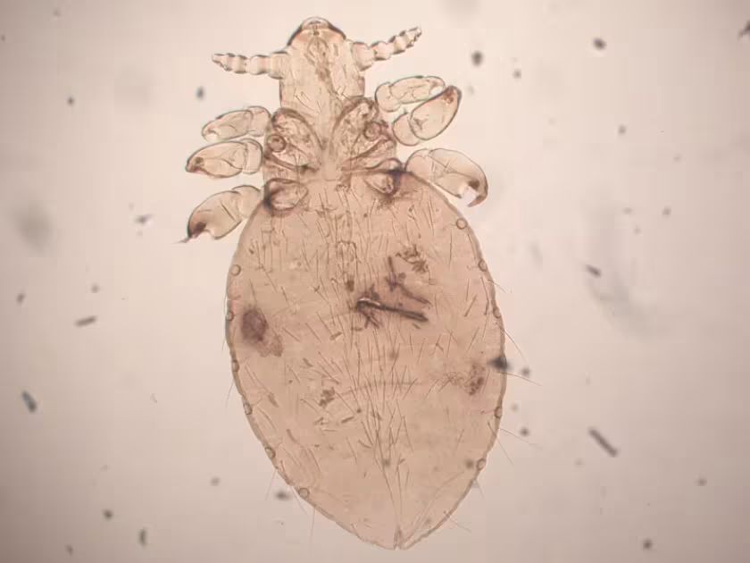Cat louse