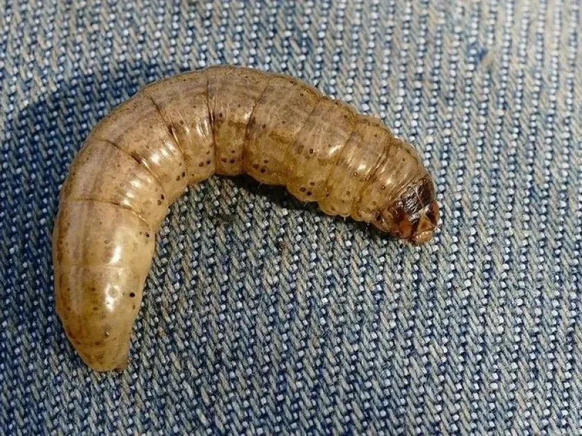 Cutworm Feltia