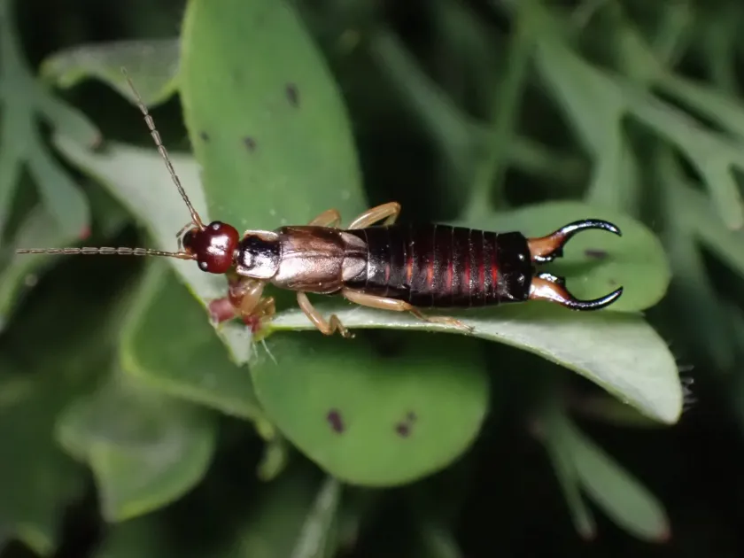 European earwig
