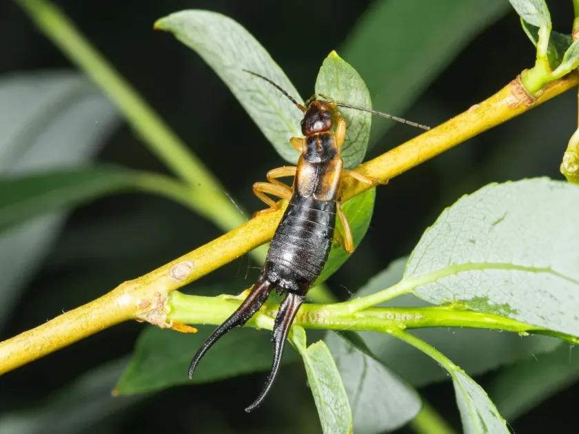 Tomis earwig