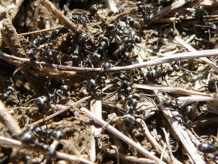 Glacier ant