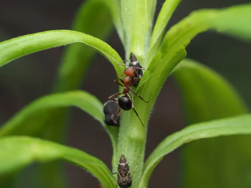 Allegheny mound ant