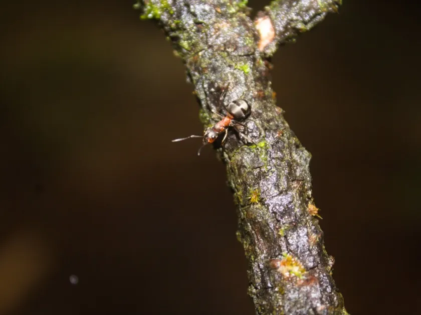 Northern wood ant