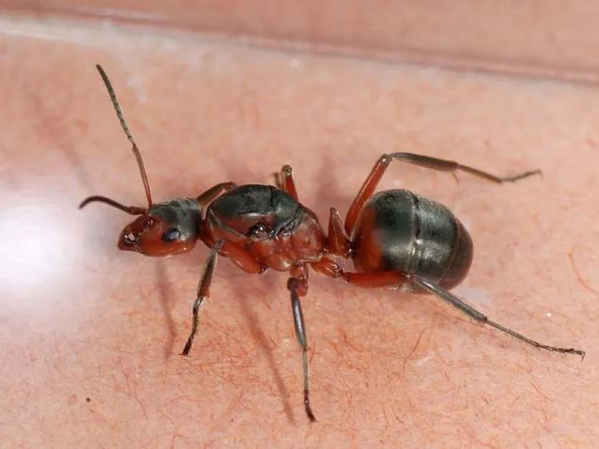 Meadow ant