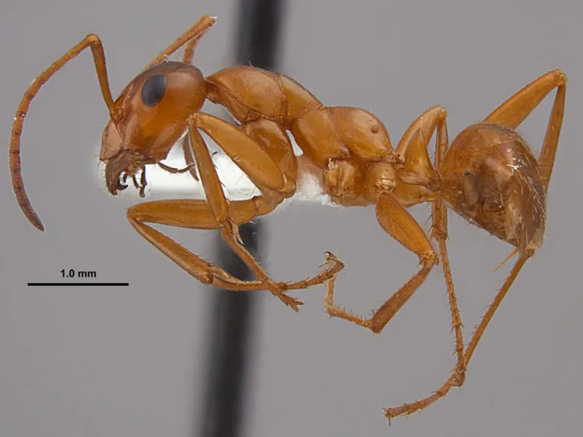 Field ant