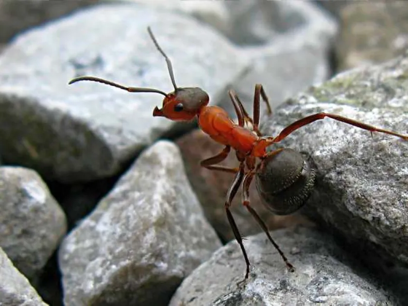 Red wood ant
