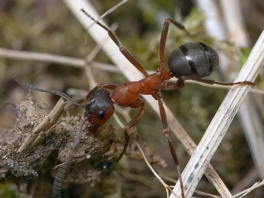 Slave-making ant