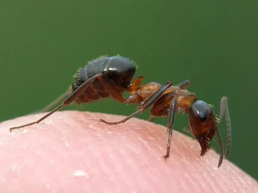 Ulke's ant