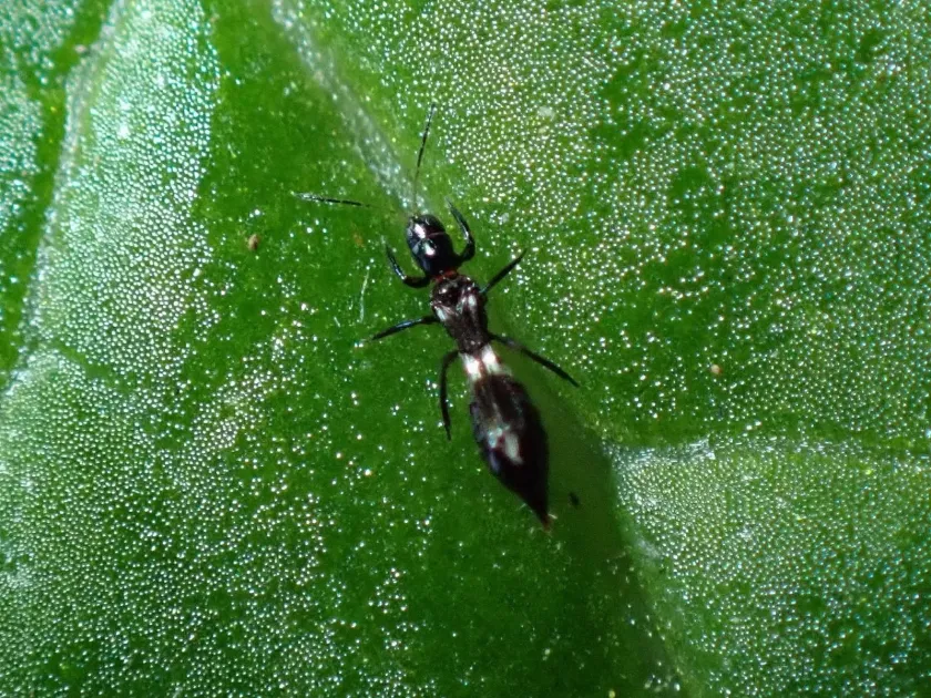 Franklinothrips vespiformis