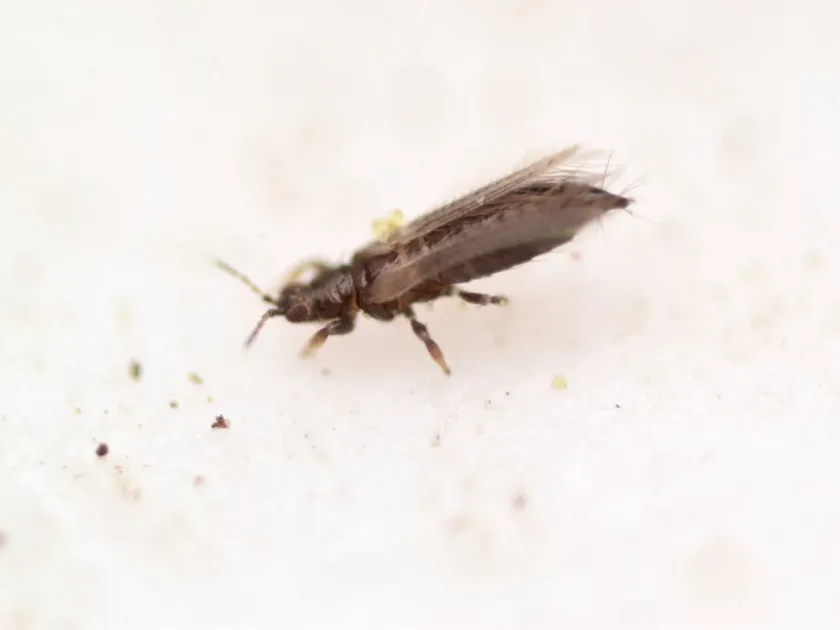 Tobacco thrips