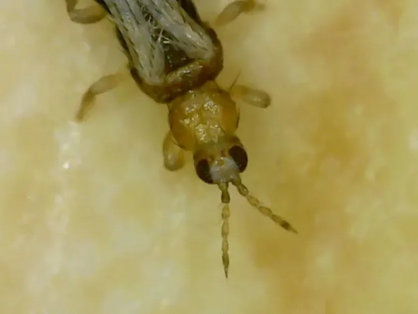 Flower thrips