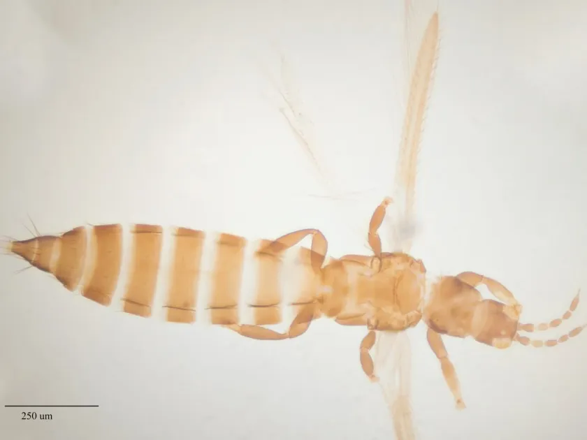 Western flower thrips