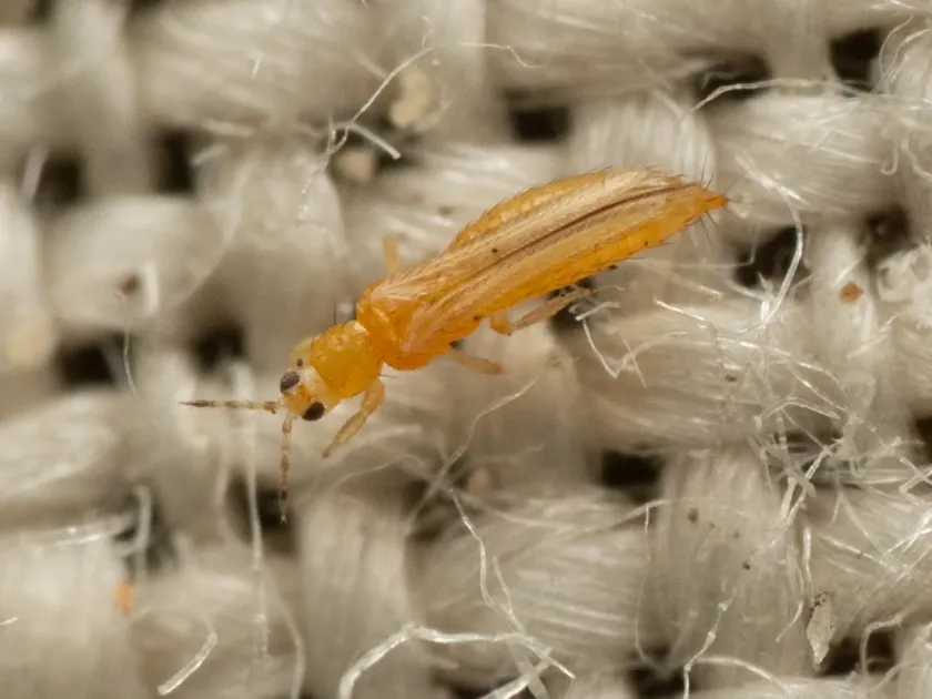 Western flower thrips