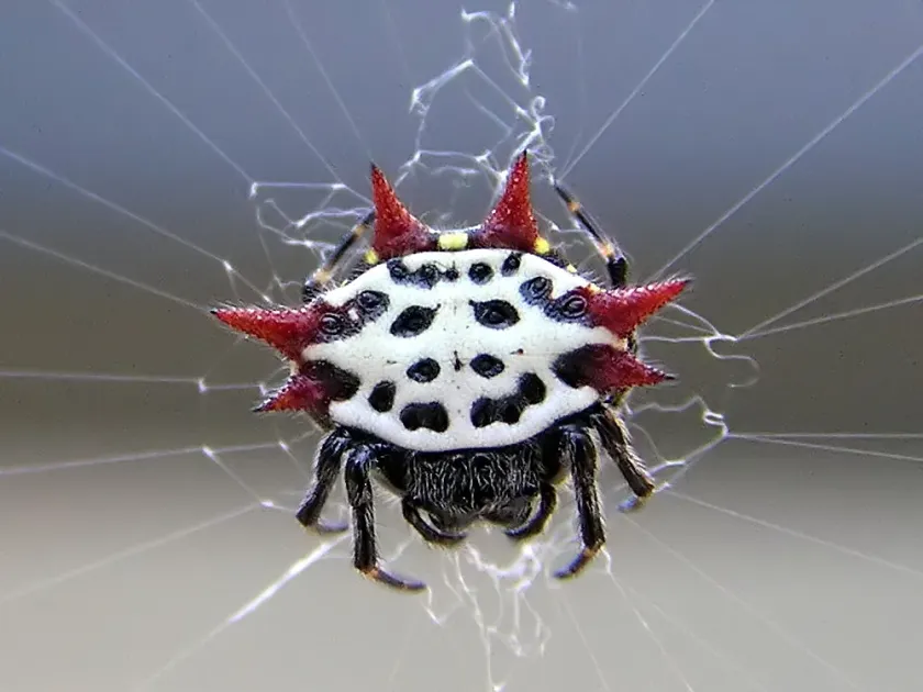 Spiny Orb-weaver