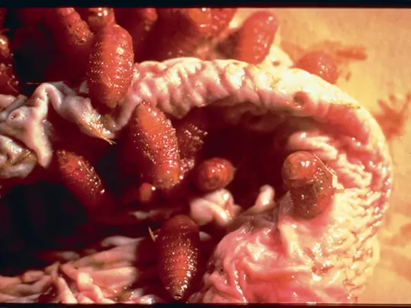 Horse stomach bot fly