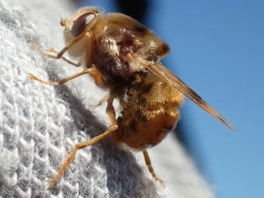 Horse bot fly