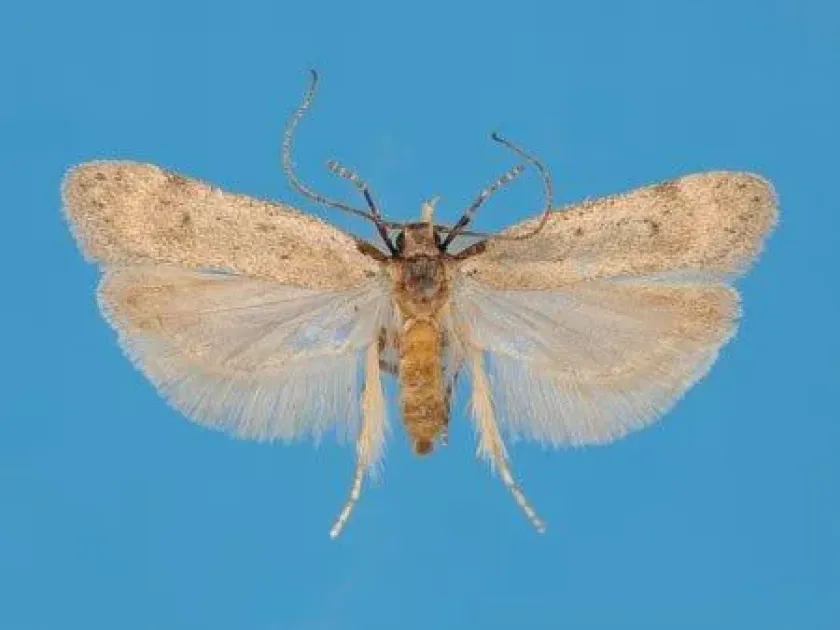 Sea buckthorn moth