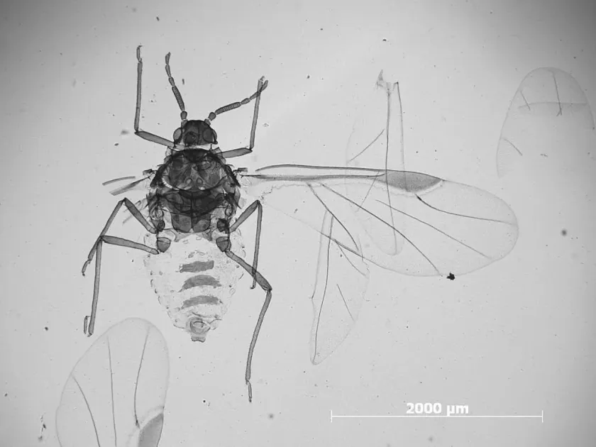 Root aphid
