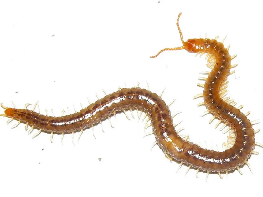 Garden centipede