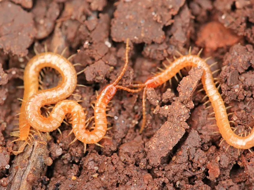 Soil centipedes