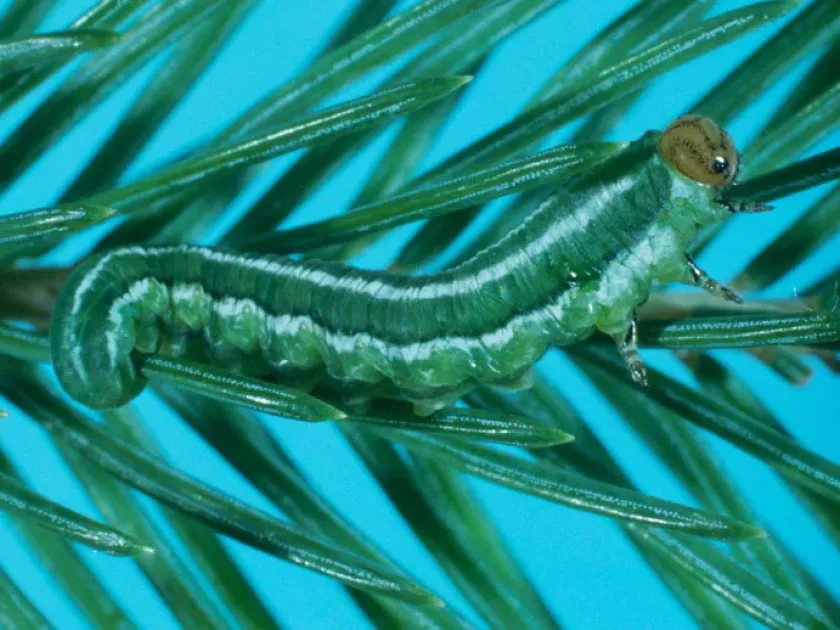 European spruce sawfly