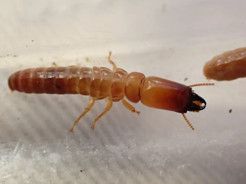 Glyptotermes iridipennis