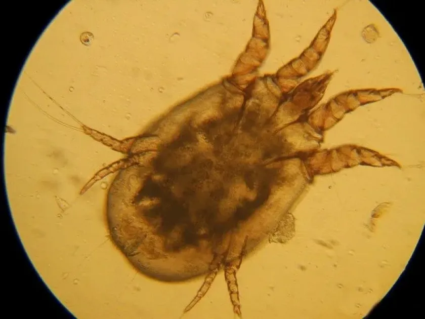Gohieria mite