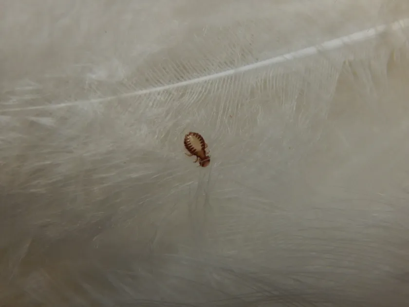 Chewing louse