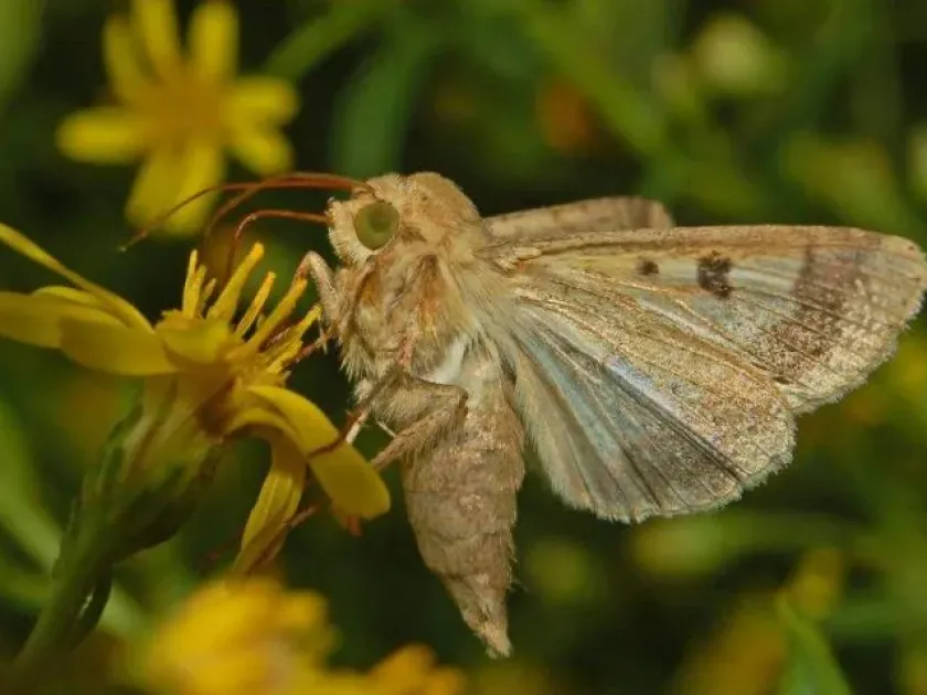Cotton bollworm