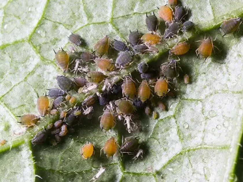 Cotton aphid