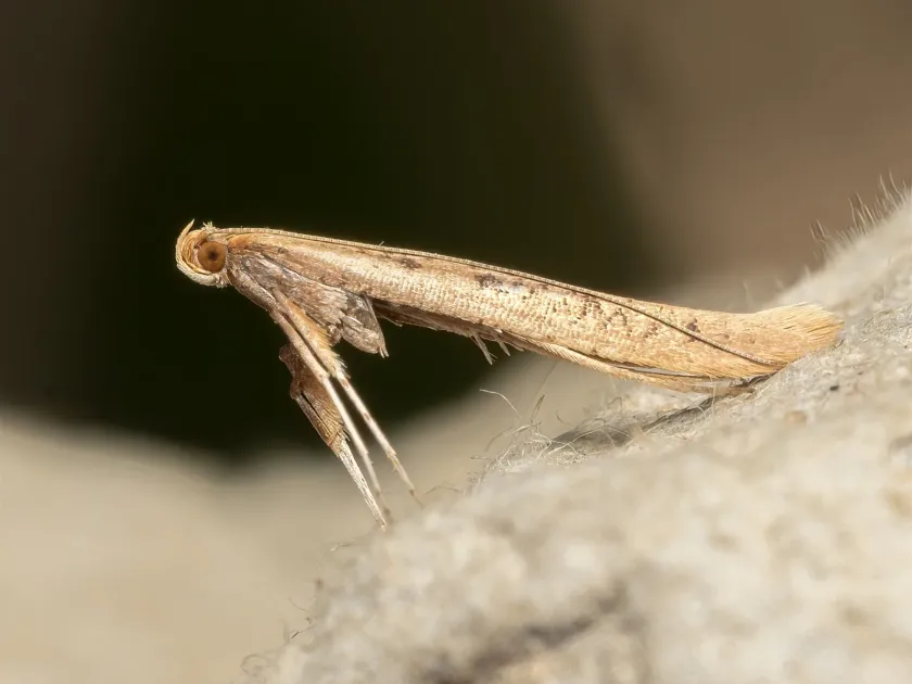 Birch leaf miner moth