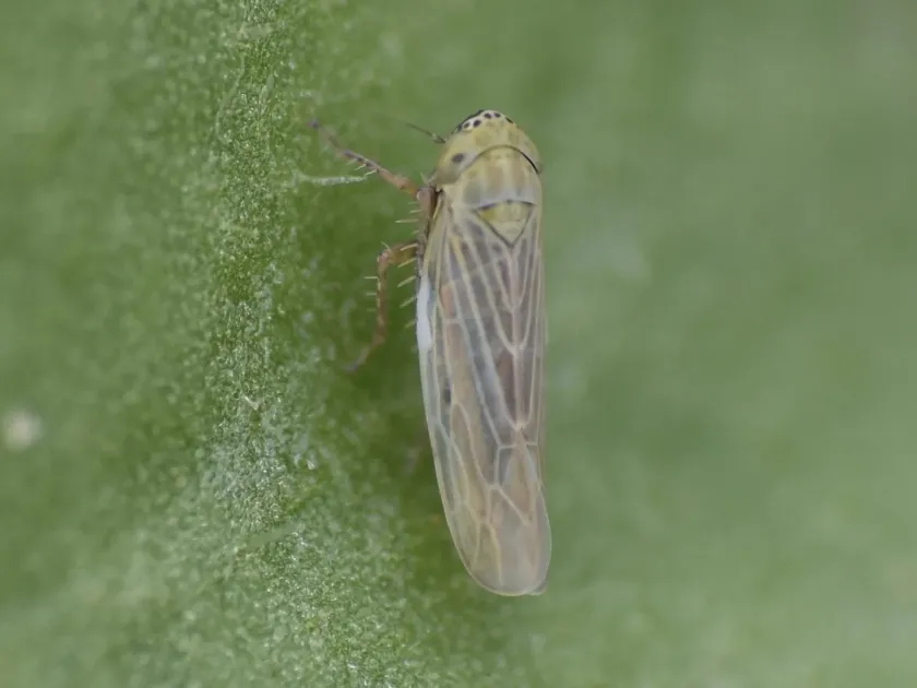 Graminella nigrifrons