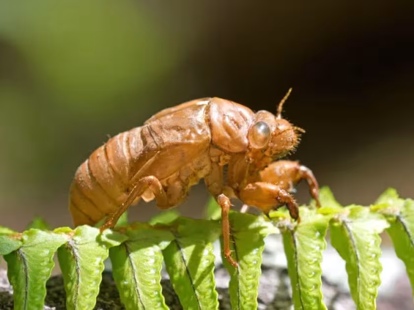 Brown singing cicada