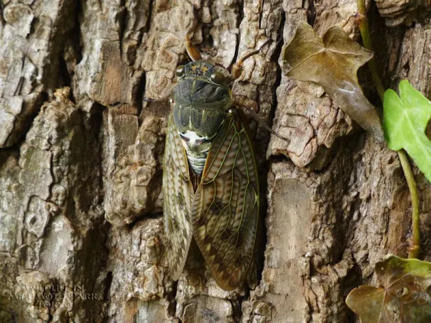 Brown cicada
