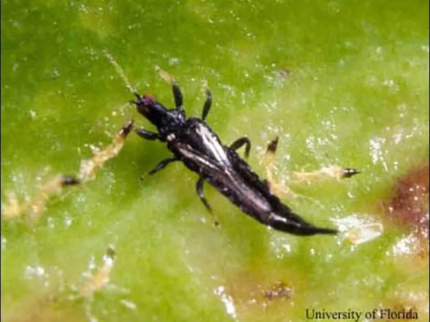 Ficus thrips