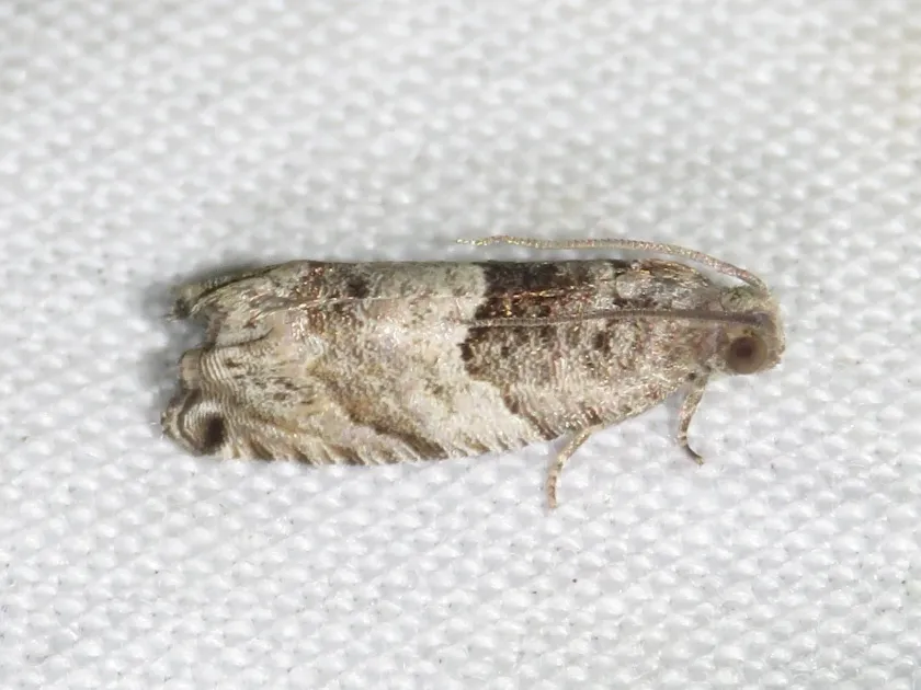 Poplar shoot moth