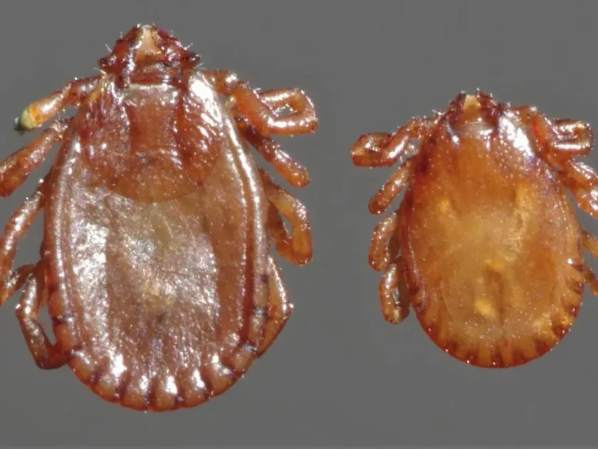 Bancroft's tick