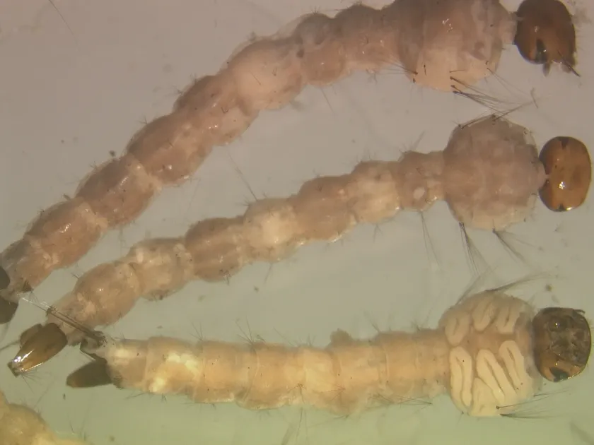 Haemagogus chalcospilans
