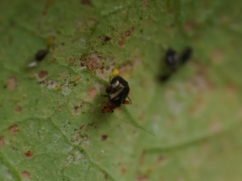 Клоп-сліпняк Halticus luteicollis