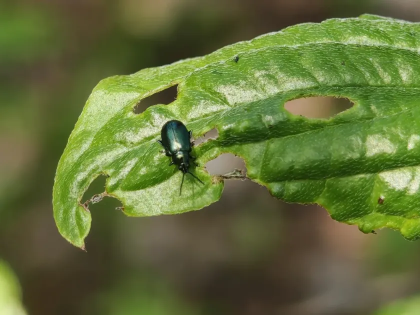 Корниловая блошка