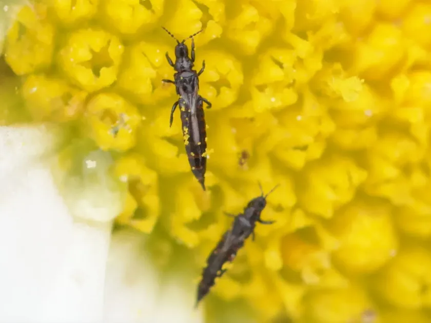 Oxeye daisy thrips