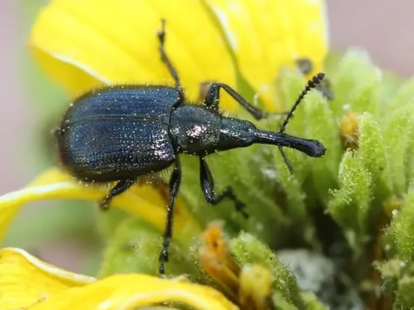 Pear weevil