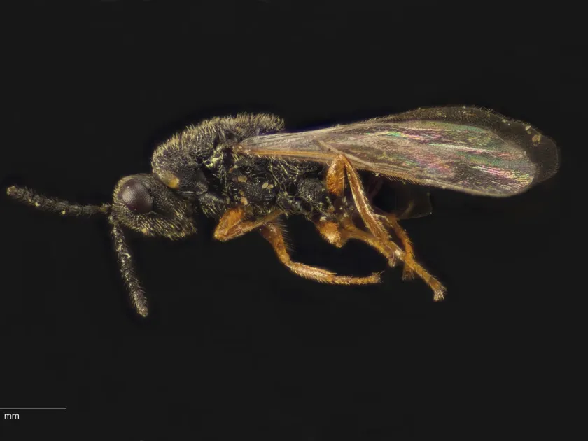 Tetramesa calamagrostidis