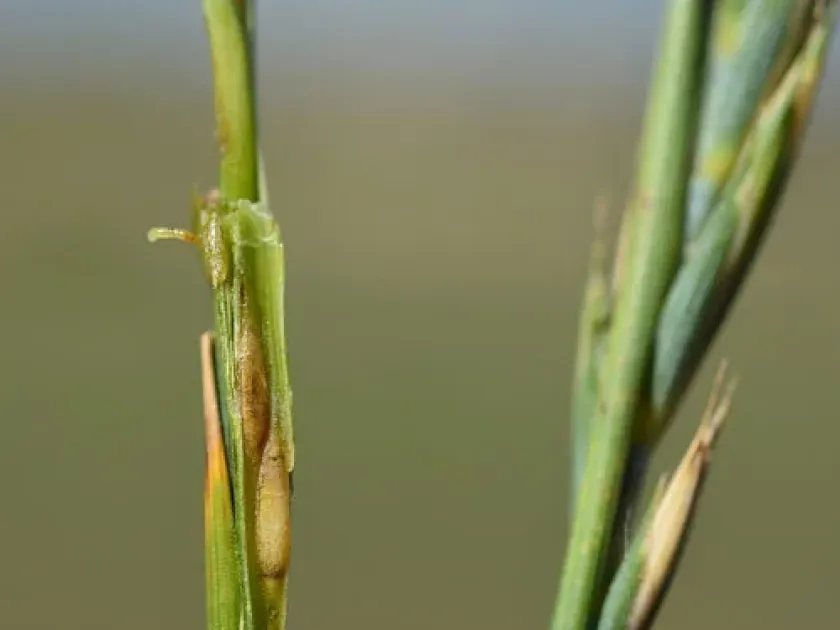 Barley stem gall midge