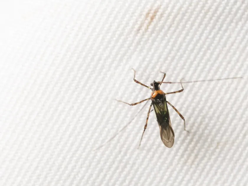 Helopeltis fasciaticollis
