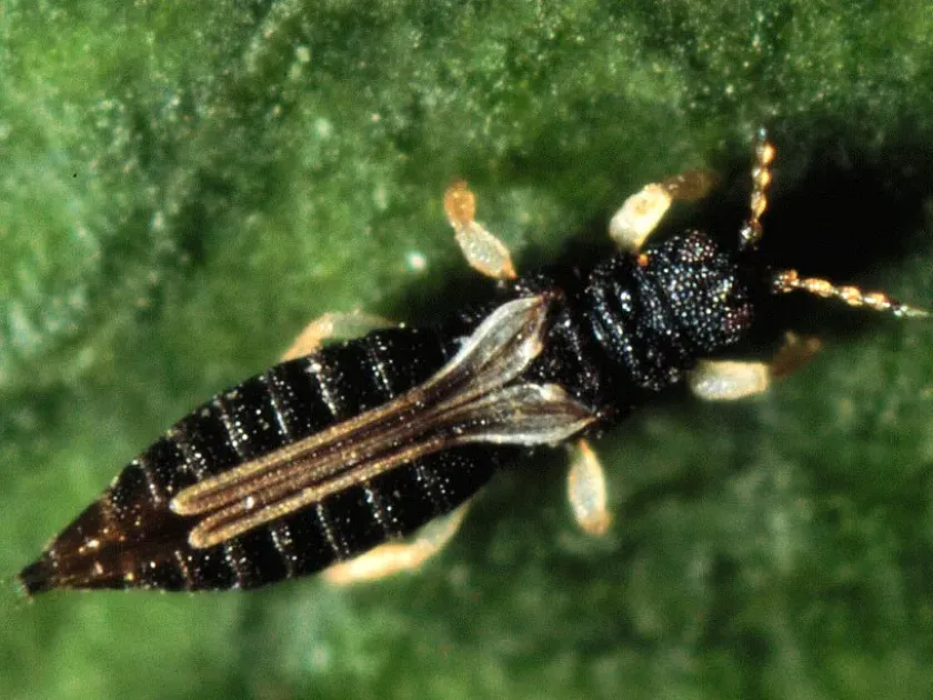Greenhouse thrips