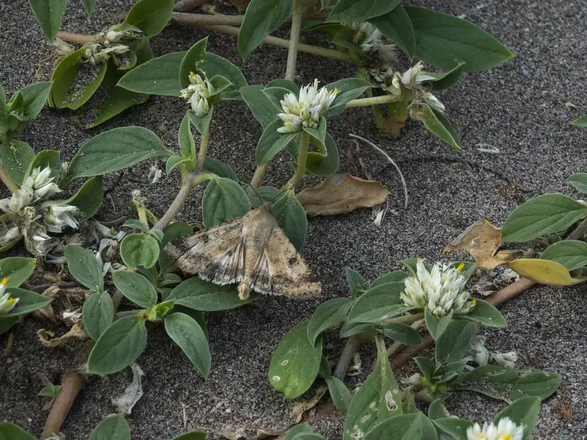 South American cotton bollworm